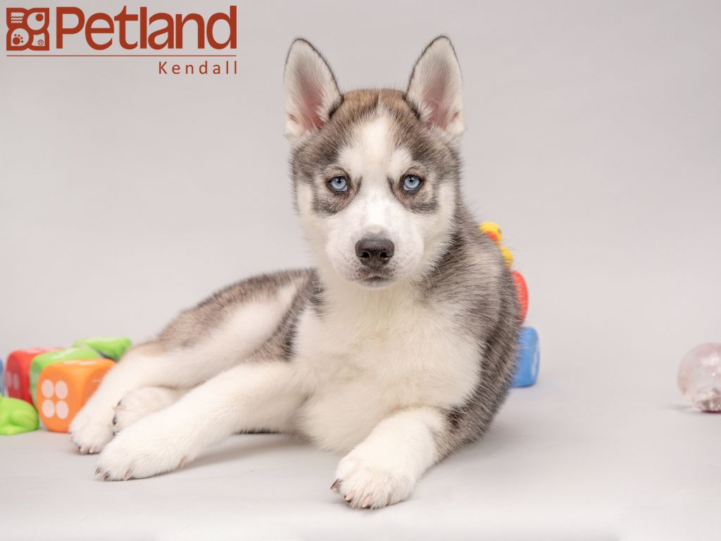 Petland Florida Has Siberian Husky Puppies For Sale Check Out All