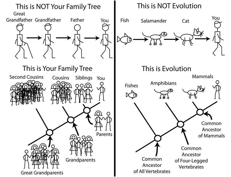 What Darwin Never Knew Video Worksheet Key Evolution By Matt Bonnan Science Cartoons Science Family Tree