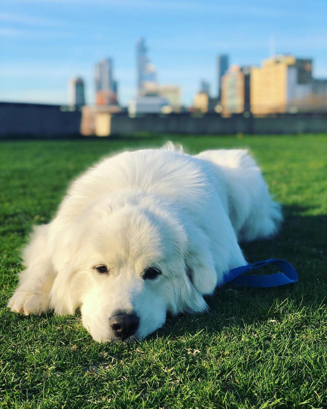 Everything You Want To Know About Great Pyrenees Including