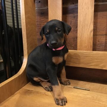 Doberman Pinscher Puppy For Sale In Broadwell Il Adn 20471 On