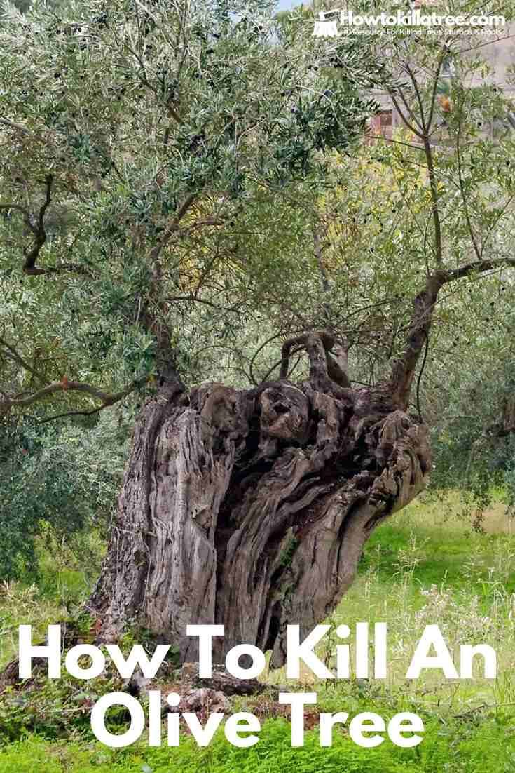 how to kill a tree stumps roots howtokillatree profile pinterest coconut tree removal on how to kill a tree stumps roots howtokillatree profile pinterest how to kill a tree stumps roots