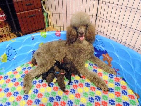 Litter Of 9 Poodle Standard Puppies For Sale In Spring Hill Fl