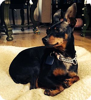 Toronto Gta On Miniature Pinscher Meet Cherry A Dog For