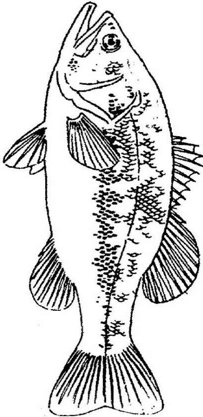 stencil bass fish google search fish drawings fish auction sheets template