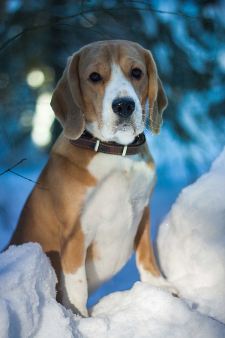 Pin By Beagle Planet On Beagle Puppies Dogs Adoptable Beagle