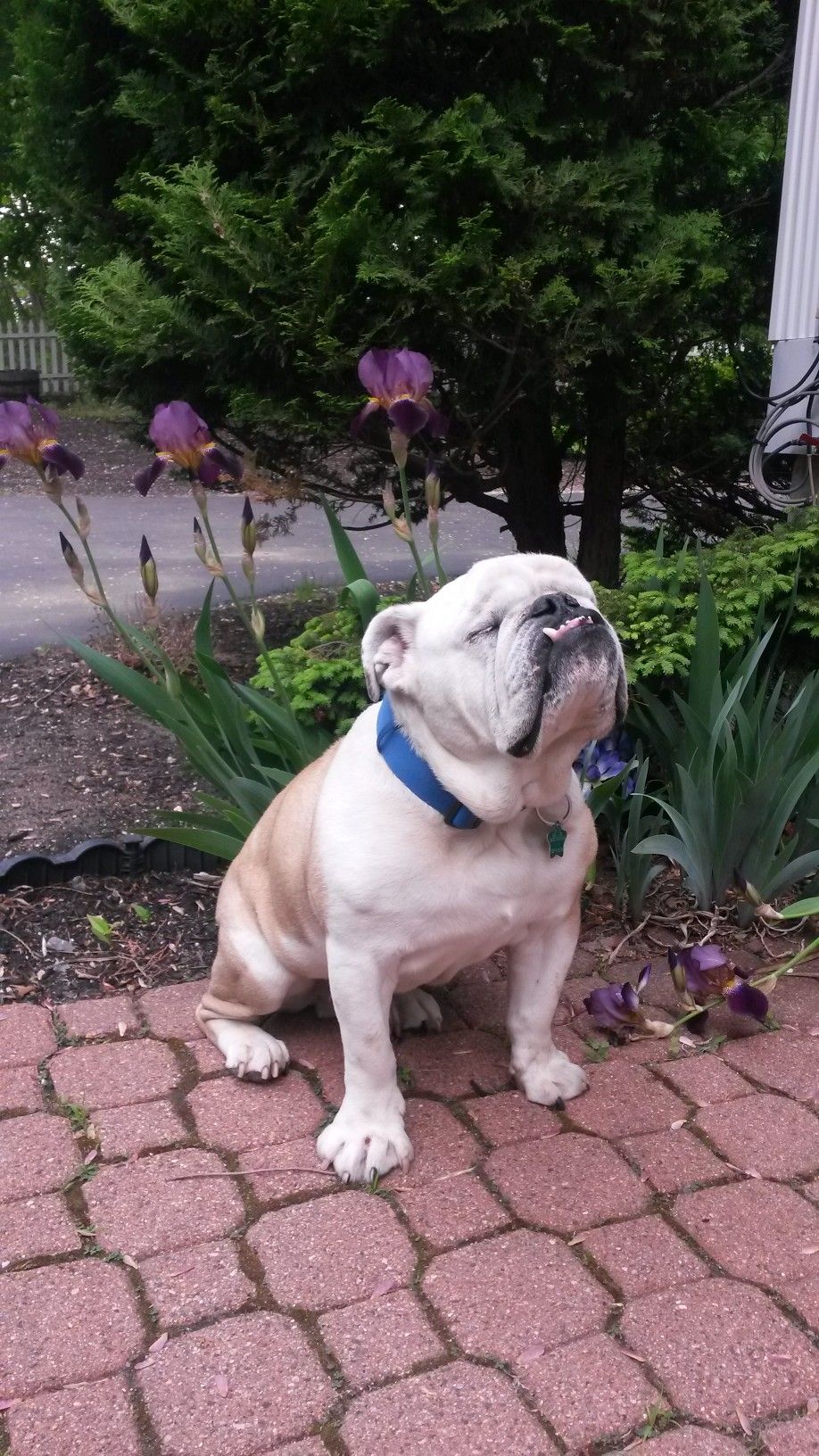 Pin By Arney S Residential Commercial On English Bulldogs