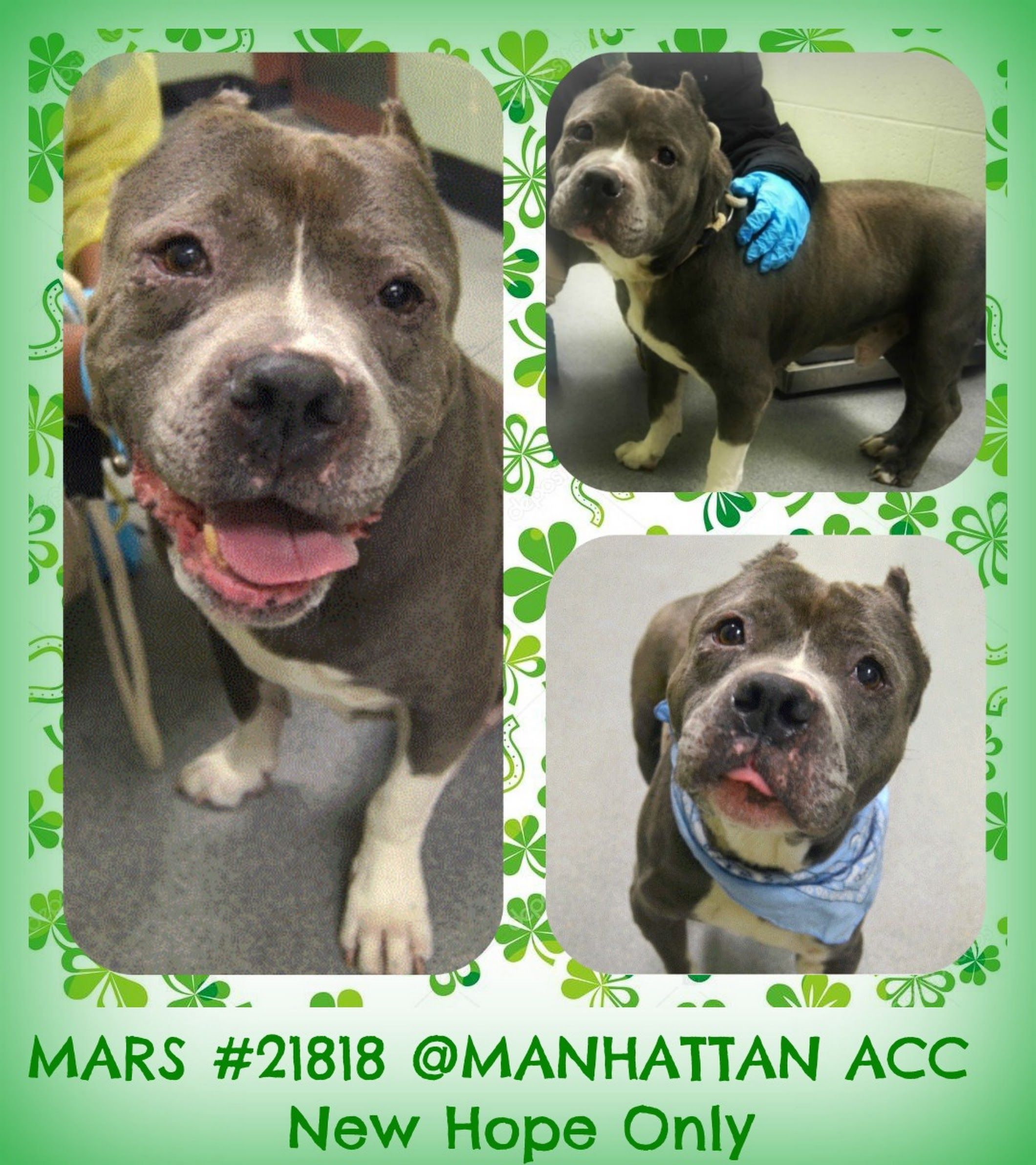 Pin On Adoptable Dogs