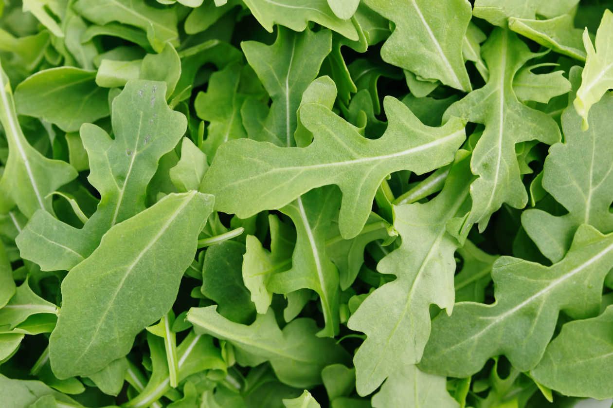 Rúcula De Mala Hierba A Vegetal De Lujo Considerada Hasta Hace Poco Una Mala Hierba Esta Formidable Planta Con Rucula Tipos De Lechuga Ensaladas De Lechuga
