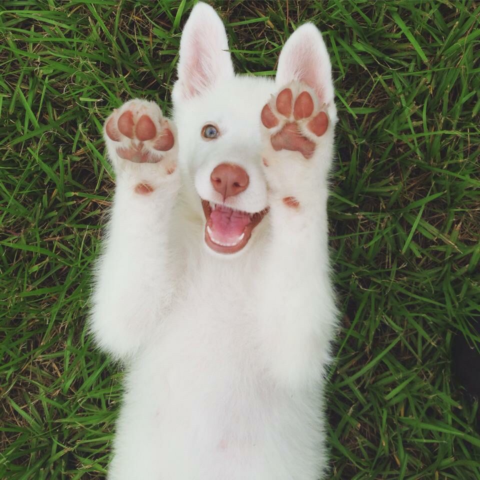 Vice & Virtue German shepherds Happy baby ️ my white ...