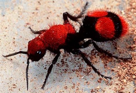 velvet ants i e