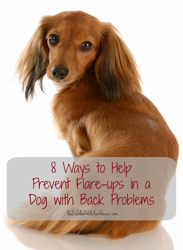 How To Help A Dog With Back Problems Dachshund Quotes Dogs