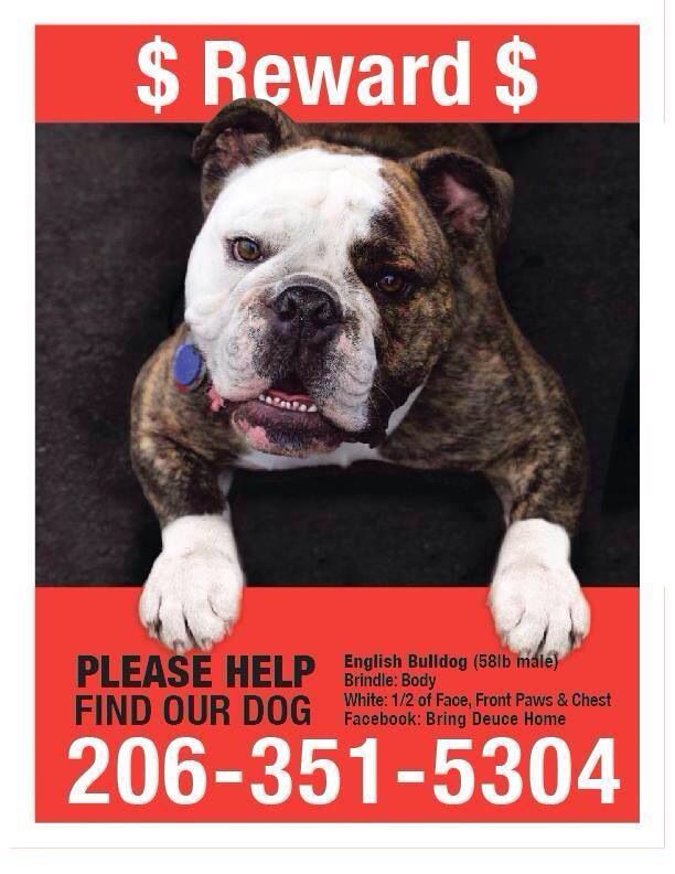Lostdog Seattle Wa English Bulldog 206 351 5304 Https Www