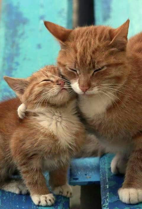 Epingle Par Tiphaine B C Sur Animais Fofos Chats Adorables Chats Et Chatons Animaux Adorables Epingle Par Tiphaine B C Sur Animais Fofos Chats Adorables Chats Et Chatons Animaux Adorables