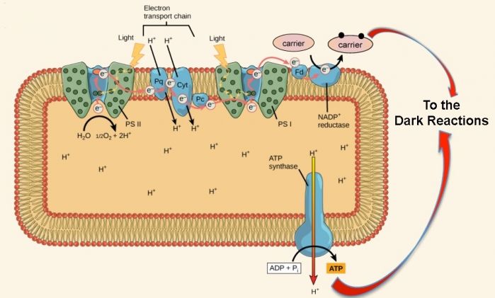 Photosynthesis: Solar Power Rules! | Photosynthesis, Photosynthesis and