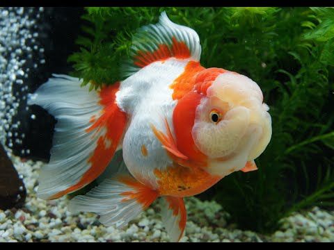 Youtube 美しい魚 金魚 養魚 Youtube 美しい魚 金魚 養魚
