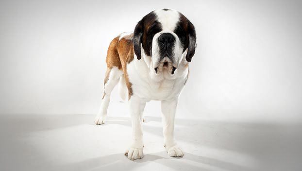 saint bernard dog breed selector dog breed selector saint bernard food chart