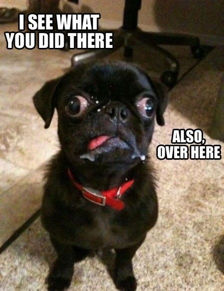 Laughed Out Loud So Hard I Had A Coughing Fit I M So Glad My Shih