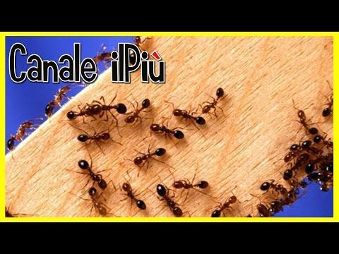 Consigli rimedi naturali per eliminare le formiche da casa youtube ... Eliminare formiche in casa