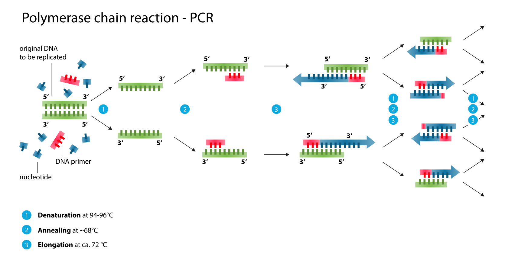 Schematic Drawing Of A Complete Pcr Cycle In 2020 Dna Dna Replication Molecular Biology