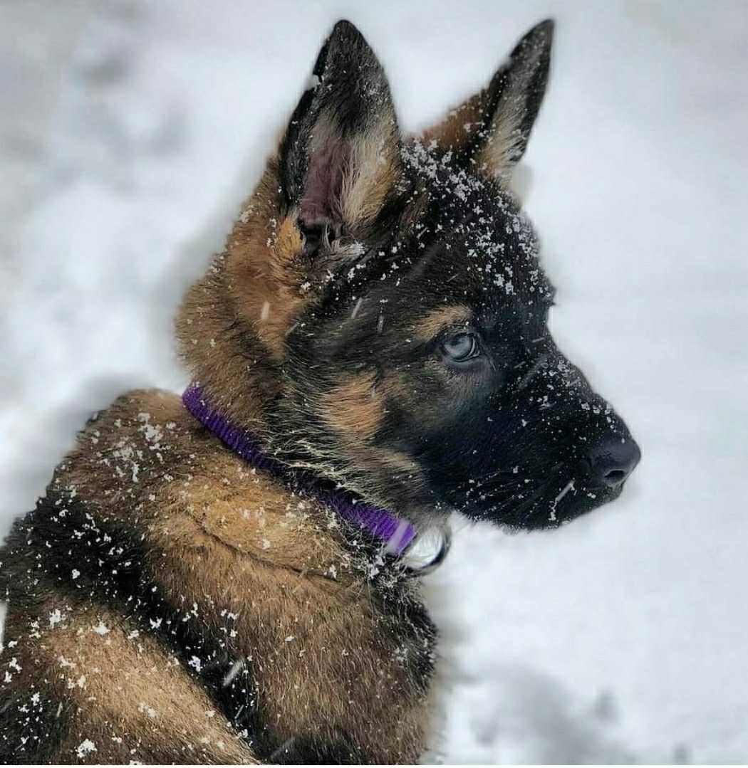 Beautiful German Shepherd puppy | Dogs, Gsd puppies