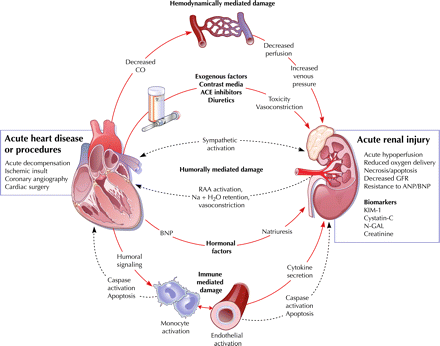 pathophysiology of chf