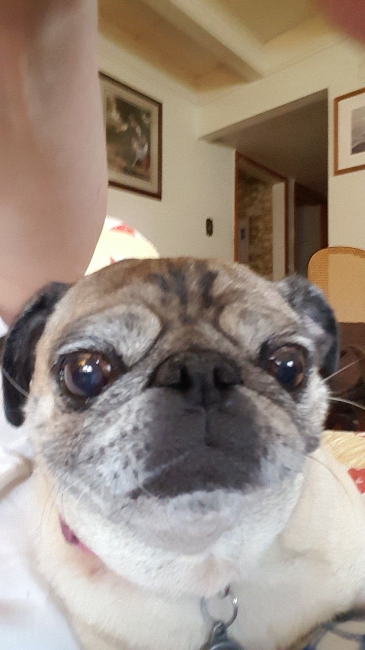 Hello My Human Pug Love Pug Dog Cute Dogs
