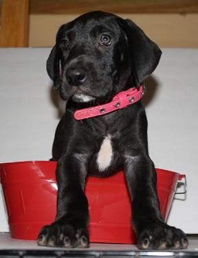 Beautiful Great Dane Puppies 6 Weeks Old Great Dane Puppy Dogs