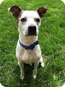 Pin On Rescue Dogs