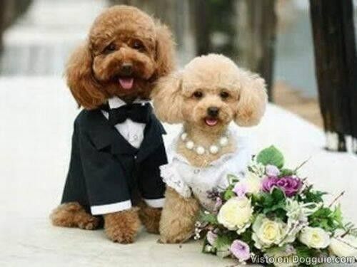 dog clothes for wedding dog weddings are super cute check out