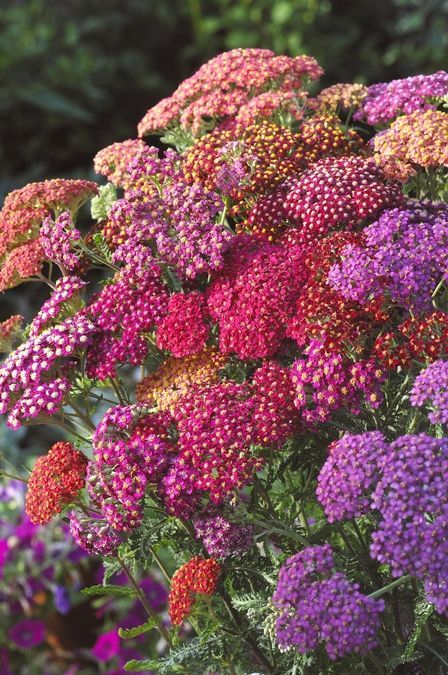 ✔️17++ Perennial flowers bloom in june - information Latest 1 0775a7a969b11f706c72c0b71b771036