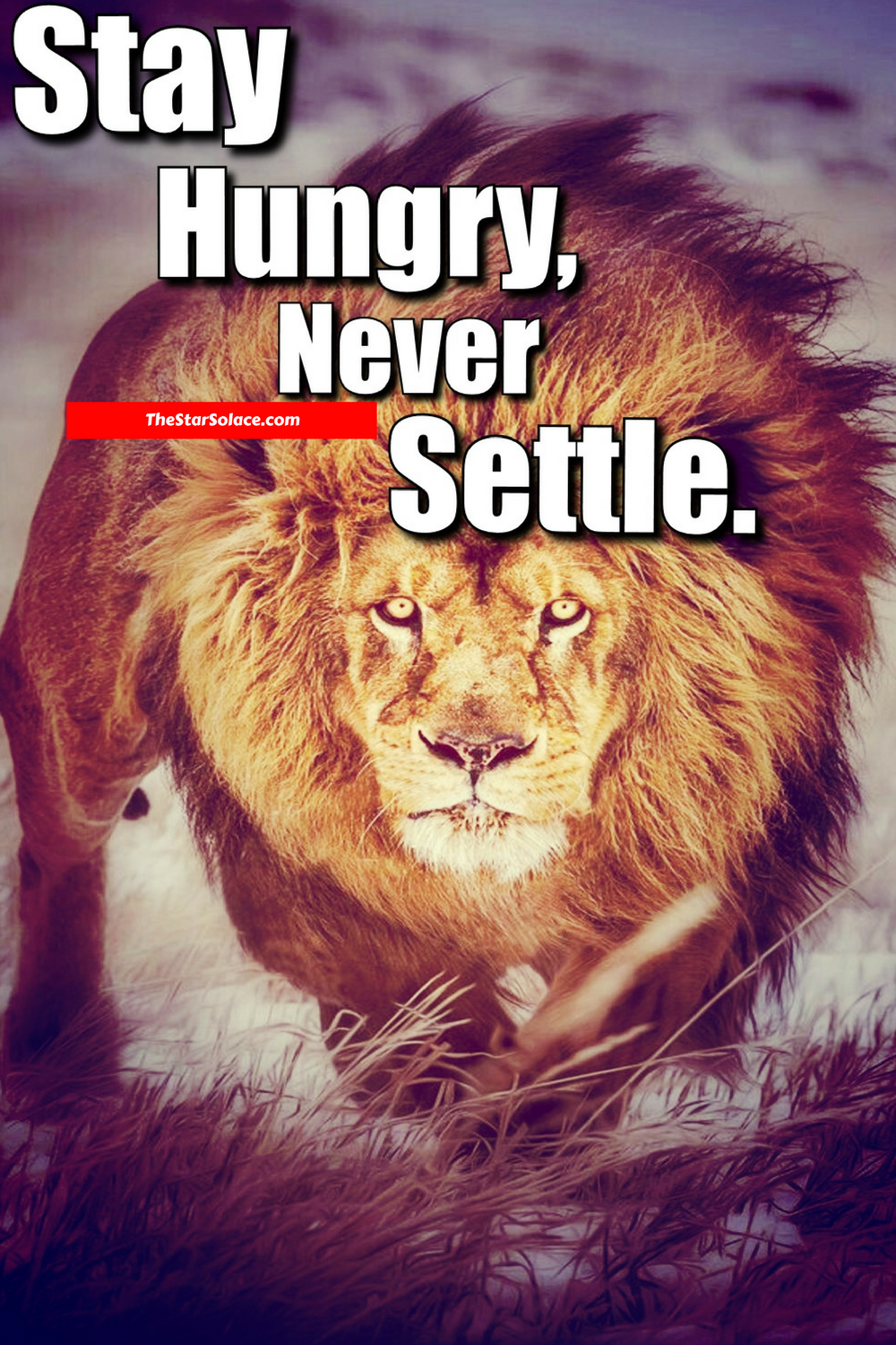 When A Lion Is Hungry Quotes Star Hungry, Never Settle.....star solace, lions, motivation