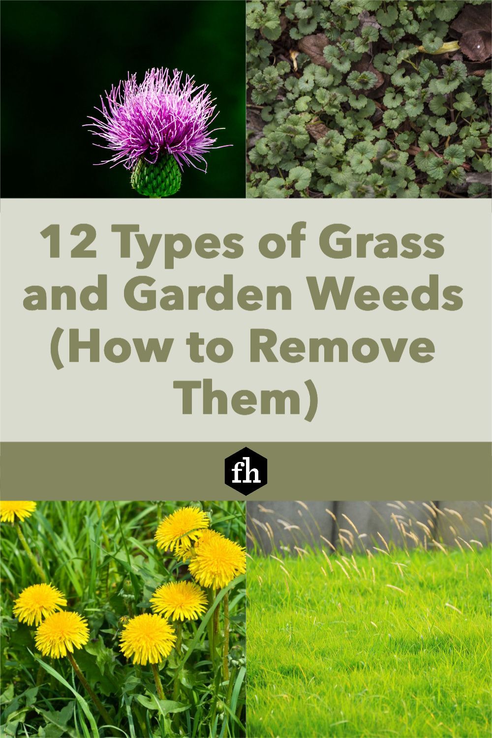 12 Most Common Weeds and How To Get Rid of Them