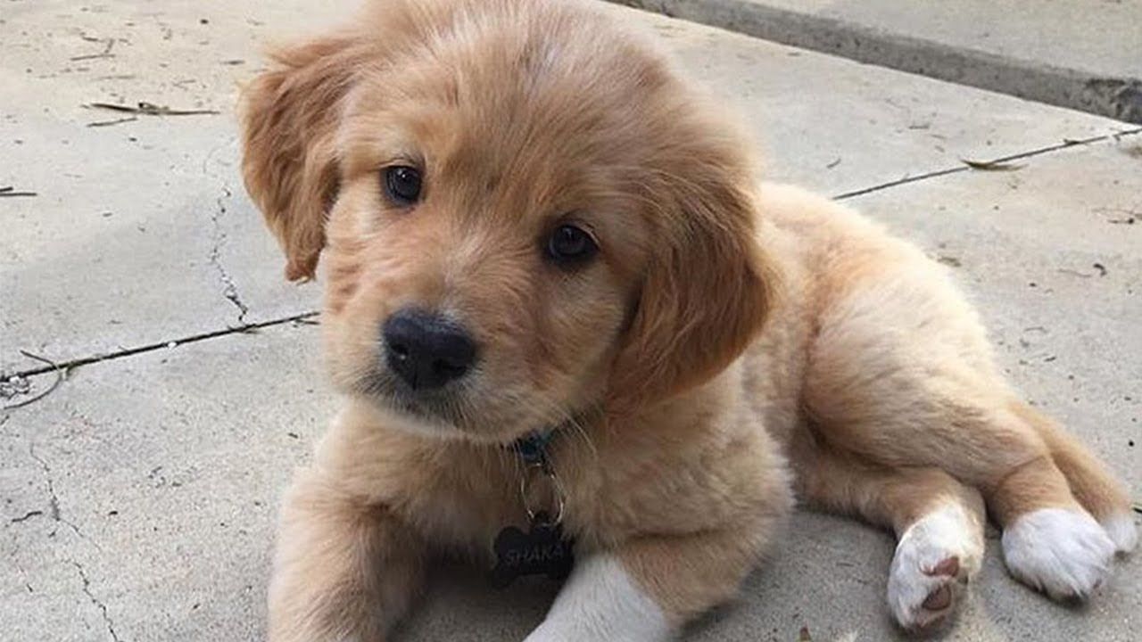 Cute Dogs And Puppies Doing Funny Things Compilation 2019 Cutest