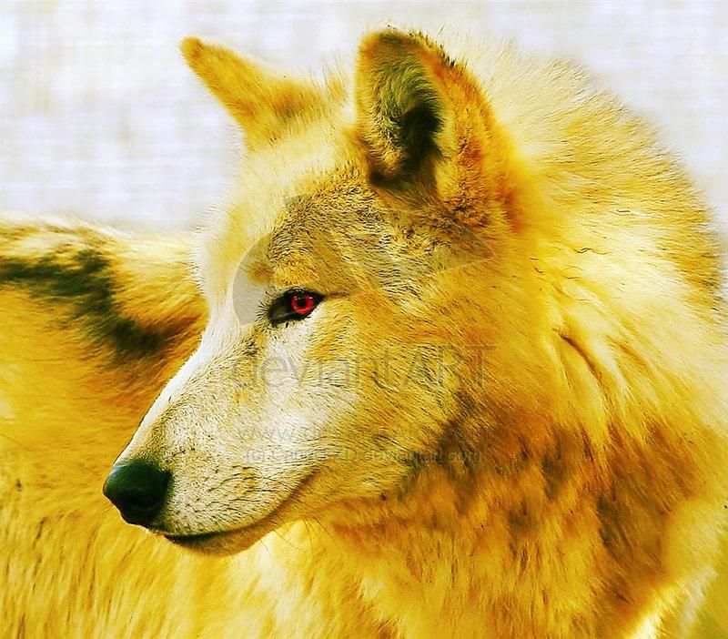 Gold Wolf Gold Wolf