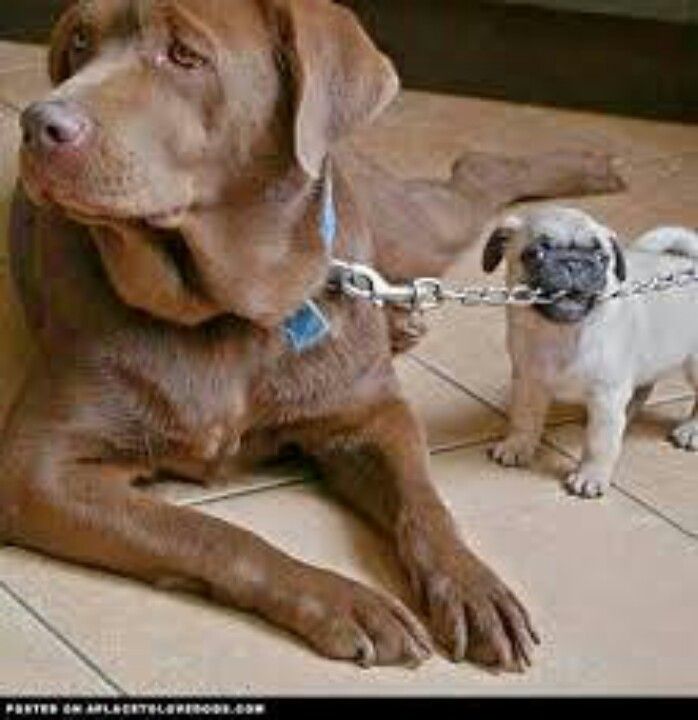 Pin By Andrew Francis On Pugs Puppies And Pets Big Dog Little