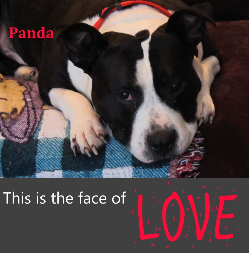 This Is Our Panda Boy He S A Pitbull Mix Cause He S Half
