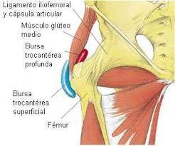Pin En Anatomia Osteomuscular