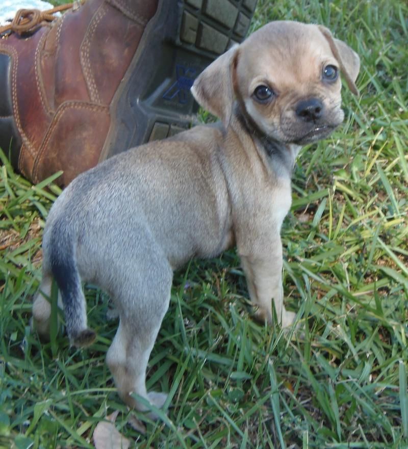 Adopt Pending Lil Bit On Cute Dogs Pug Beagle Mix Pug Beagle