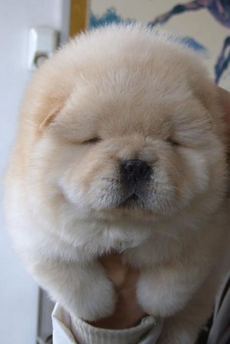 Super Fluffy Dog Puppy Cute Fluffy Pet