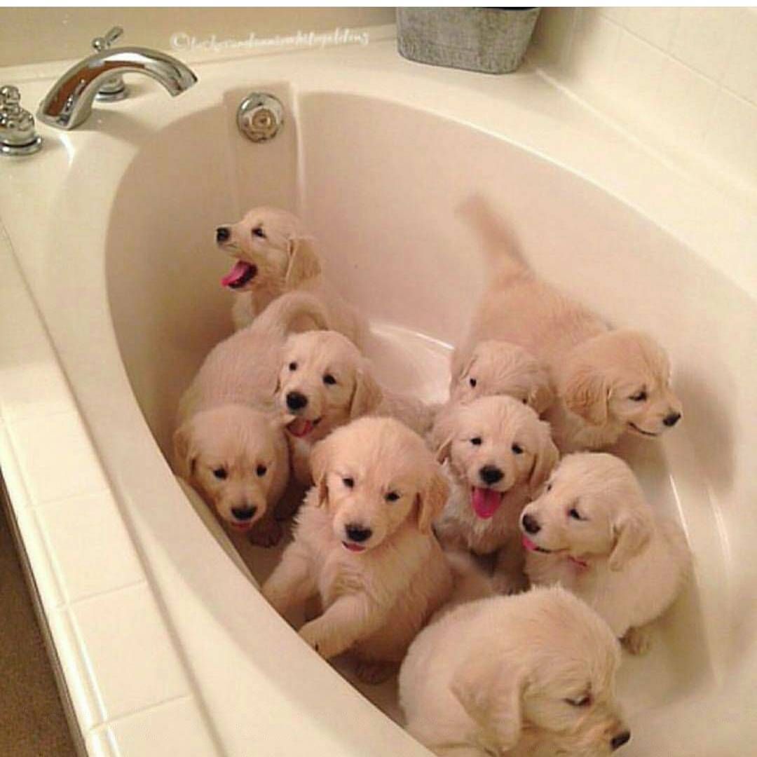 Bath Time Cute Baby Animals Puppies Retriever Puppy