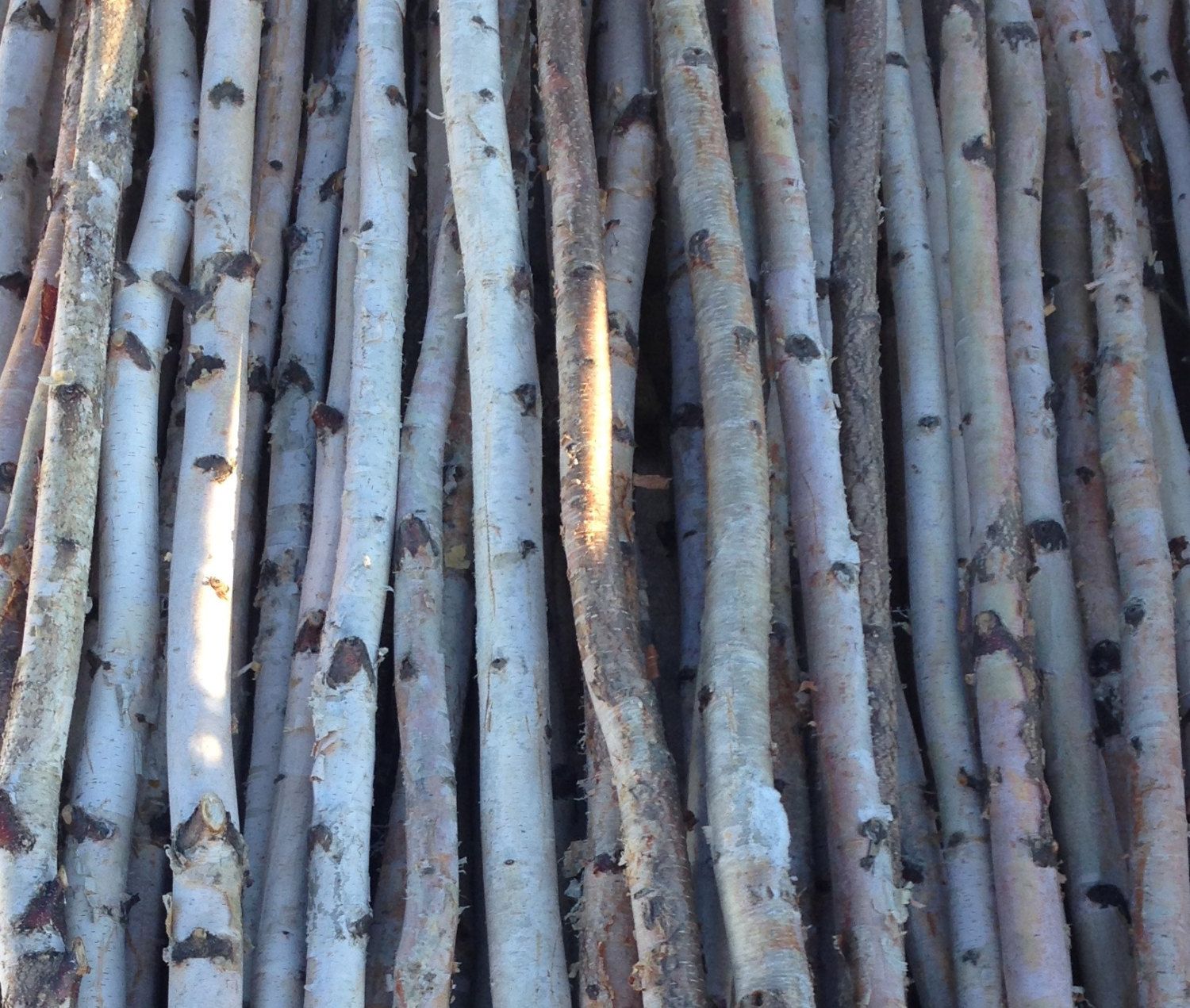 4 Thin White Birch Poles 6/'
