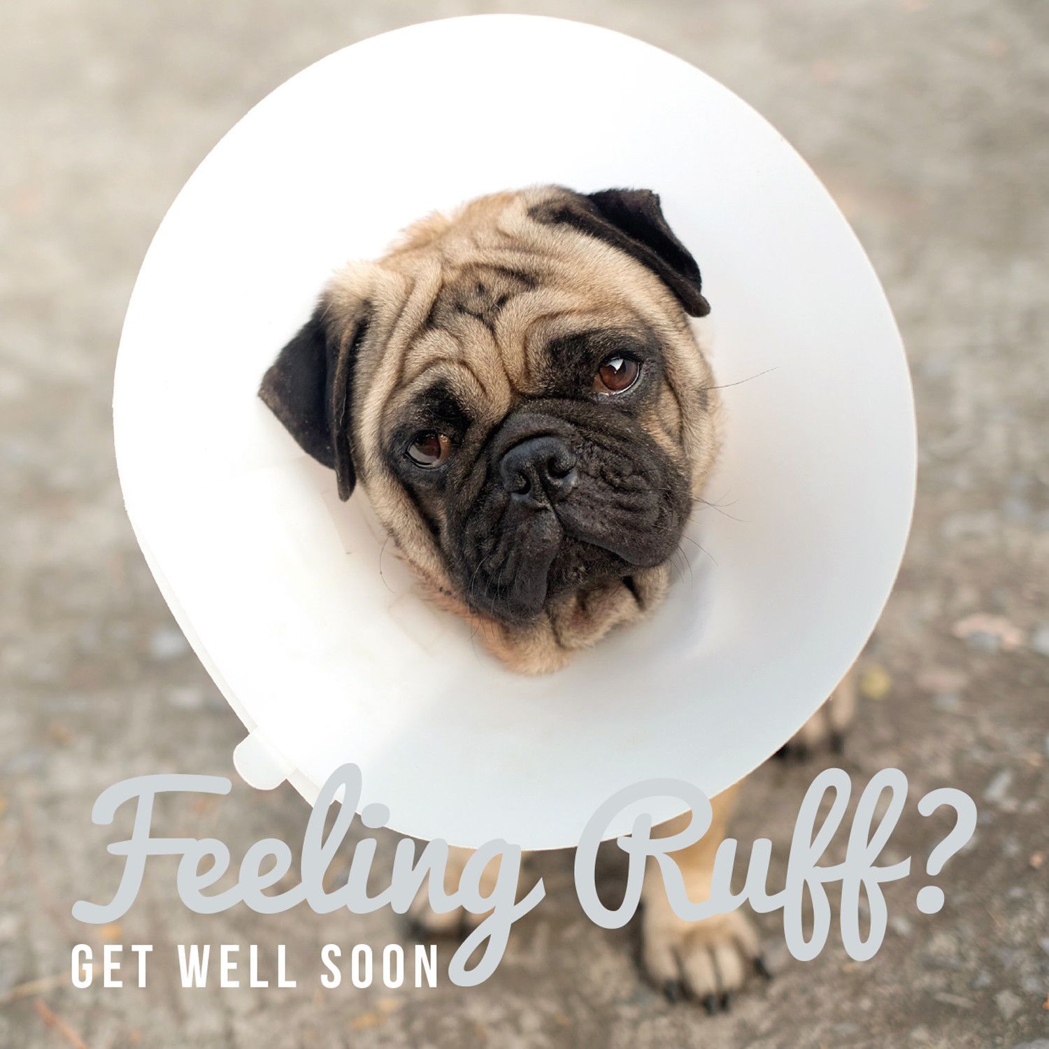 Pug Get Well Card Available At Www Ilovepugs Co Uk Post Worldwide