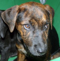 Adopt Kelsey On Mountain Cur Dog Dogs Cutest Dog Ever