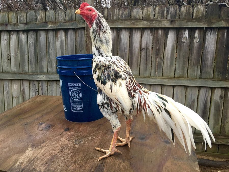 Image Of In Forum Thread Oriental Gamefowl Thread