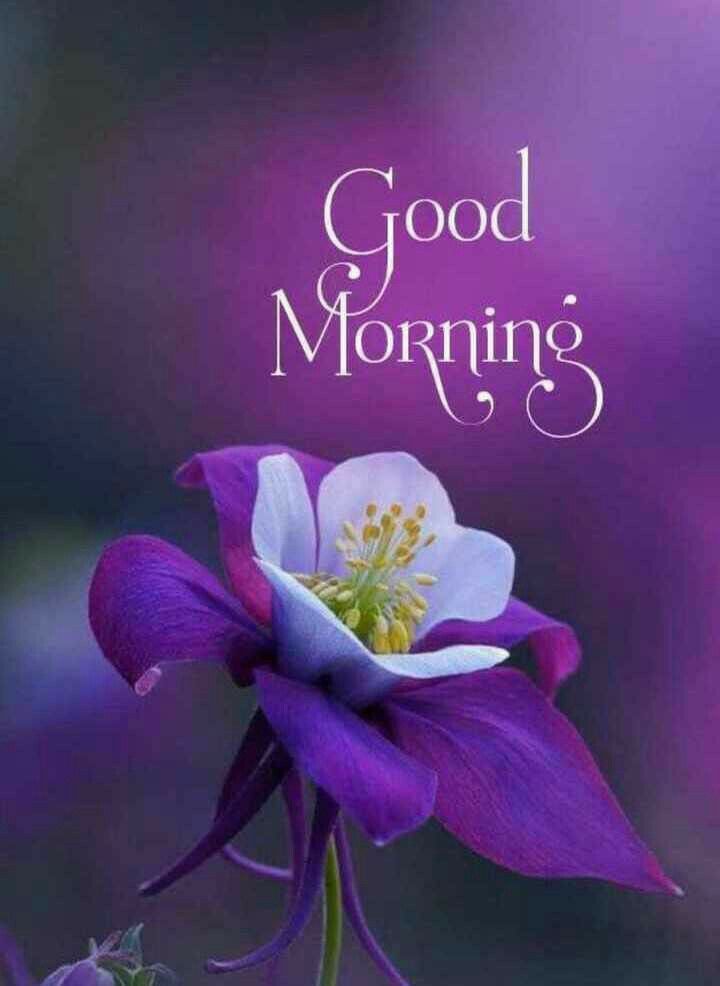 Pin by Bmsujithnishantha Kumara on Good Morning in 2020 | Good morning