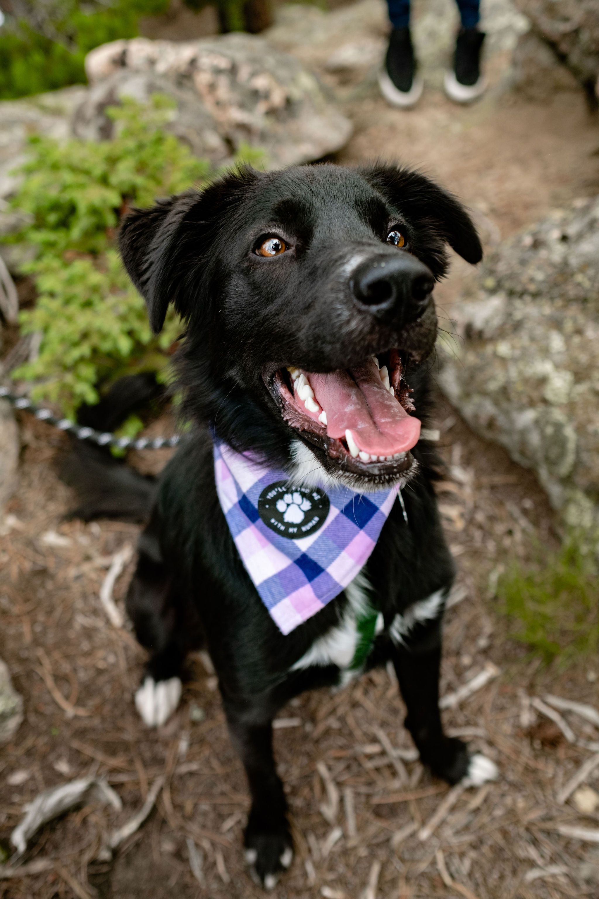 The Mila Dog Bandana Dog Bandana Black Lab Puppy Funny Lab Puppies