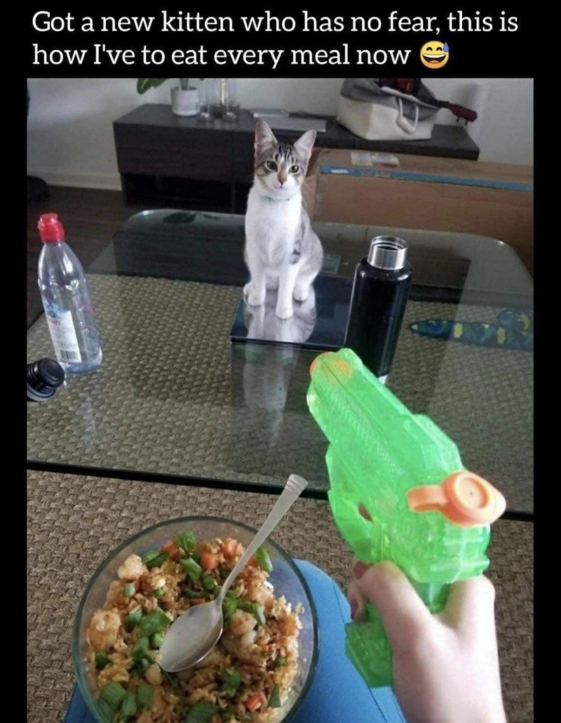 Meowrific Collection Of Cat Memes For A Full Belly Cackle Funny meowrific-collection-of-cat-memes-for-a-full-belly-cackle-funny