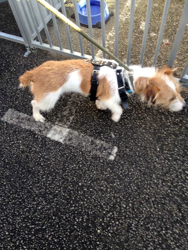 Found Female Jack Russell Kent Jack Russell Female