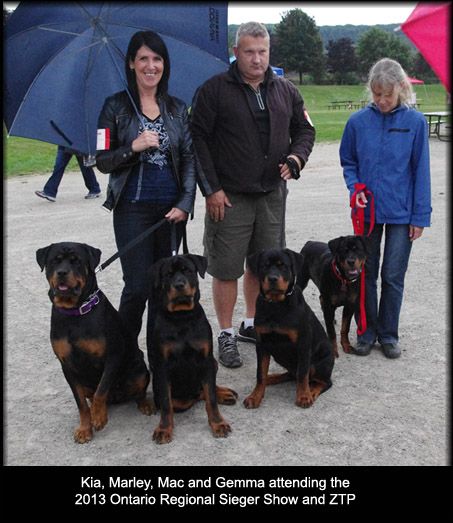 Hamilton Breeder Would Love A Pup From Eddie Or His Son Hogey