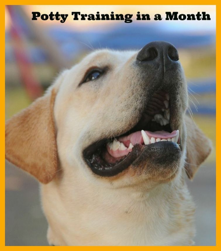 How To Potty Train A Boxer Puppy With The Potty Training Pup